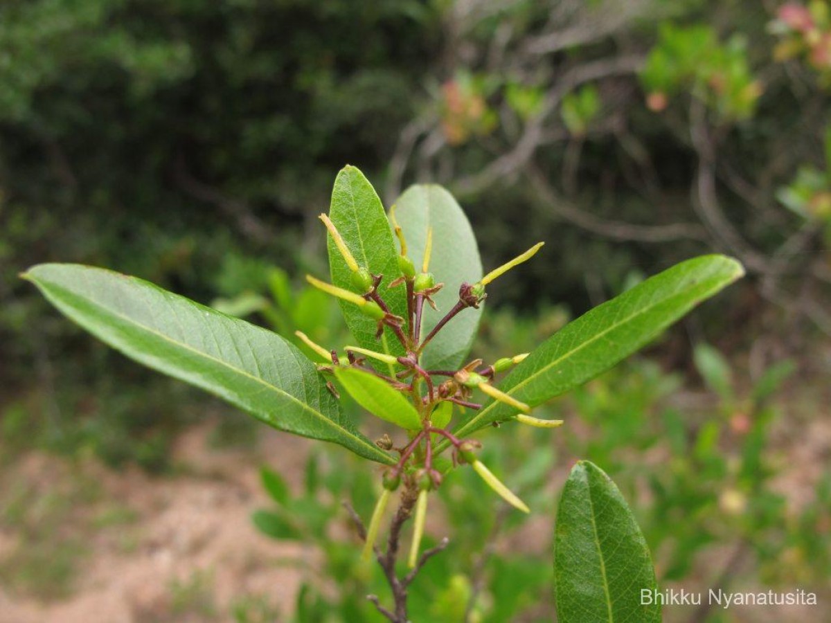 Dodonaea viscosa Jacq.